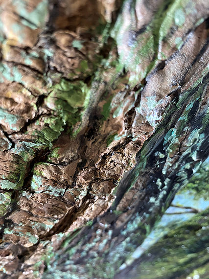 Détail en peinture acrylique de l'écorce d'un arbre situé dans la nature.