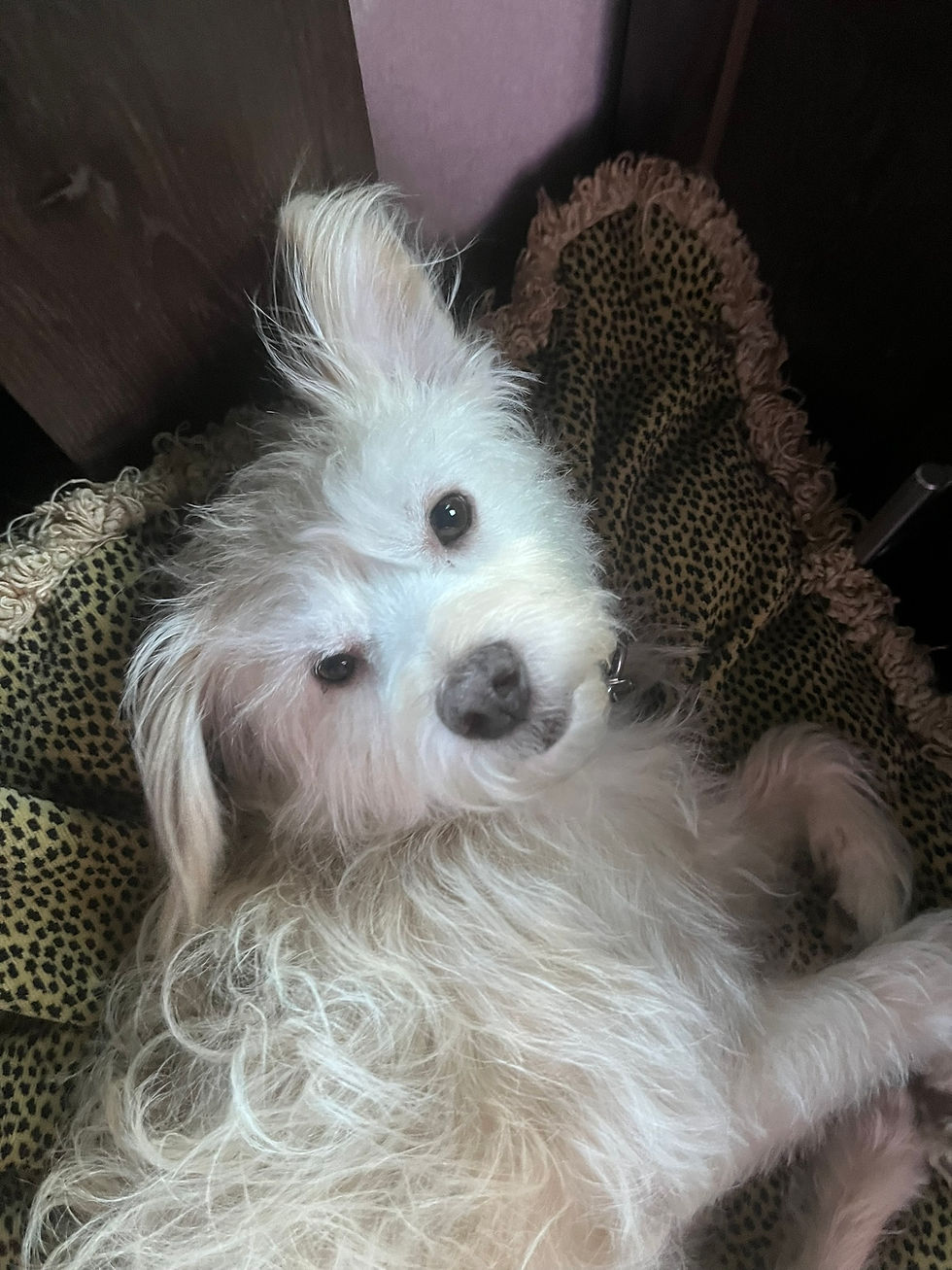 terrier woken from a nap