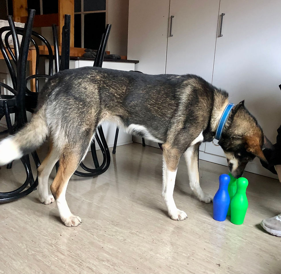 Terapihunden Jotka alaska husky