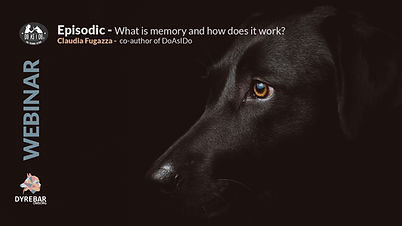 Do dogs have episodic memory?