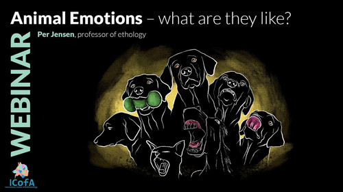 WEBINAR: “Animal Emotions – what are they like?” | ICofA Community