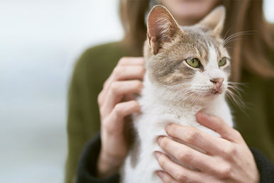 animal assisted interventions cats