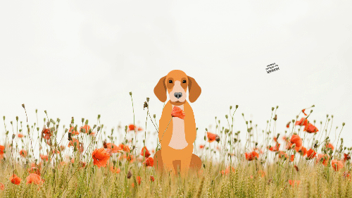 Hund_liten.gif