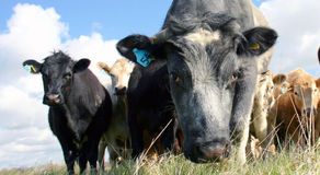 Sosial læring med dyr? 🐂🐎🐈⬛🐏🦮