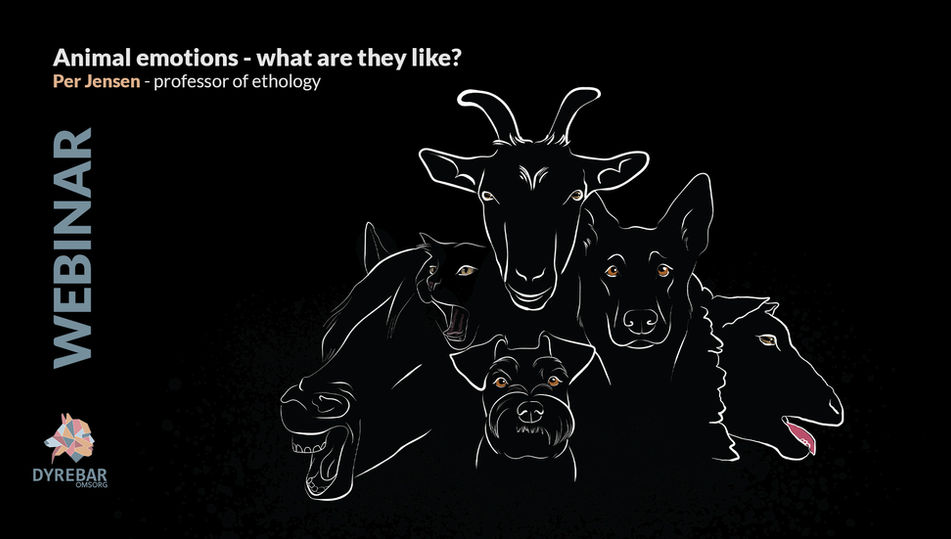 Animal Emotions
– what are they like?