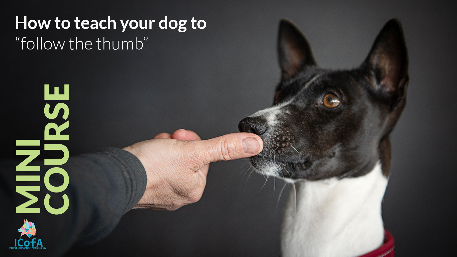 How to teach your dog to “follow the thumb”