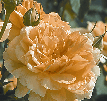 Aloha Rose