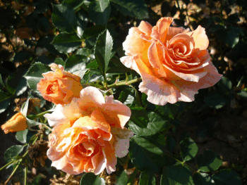 Aloha Rose
