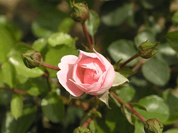 Aloha Rose