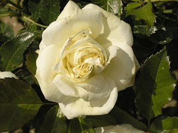 Aloha Rose