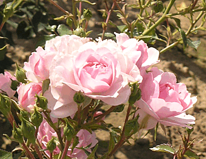 Aloha Rose