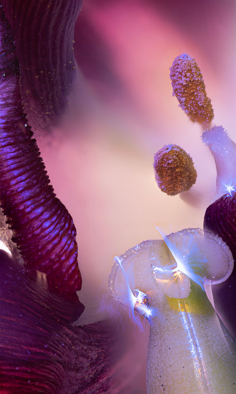 Tulip, Flower, art, anther, filament, stigma, style, petal, indoor, vertical, focus stacked, texture, yellow, blue, white, green, magenta, joyous,