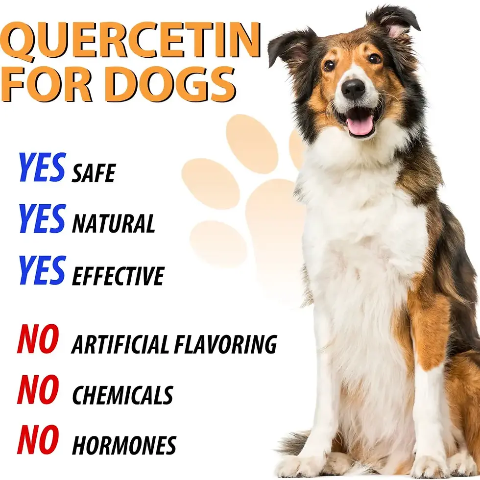 Thumbnail: Oimmal Quercetin Drops for Dogs -60ml