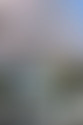 2018 横浜　桜の情景