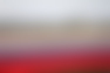 ヨーロッパの美しい花畑を一巡り