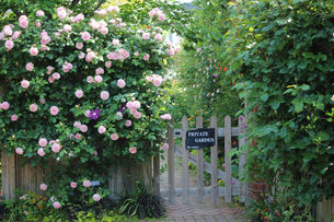 日英バラの競演