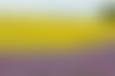 「夏の風景ひまわり畑」スペイン・アンダルシア地方と南フランス・プロヴァンス地方