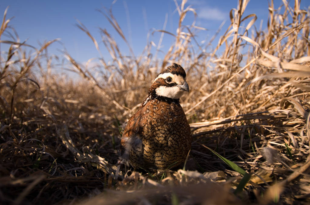 Shop Bobwhite Quail Eggs Bobwhite Quail Eggs Forsale