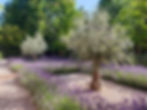 Lantern House - Cambridge centre - formal lavender hedges and gnarled olive trees to frame