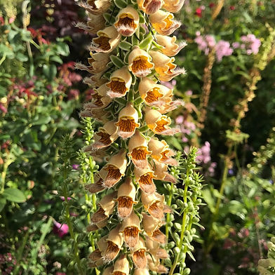 Gillian Goodson Garden and Landscape design in East Anglia in the East Midlands and London