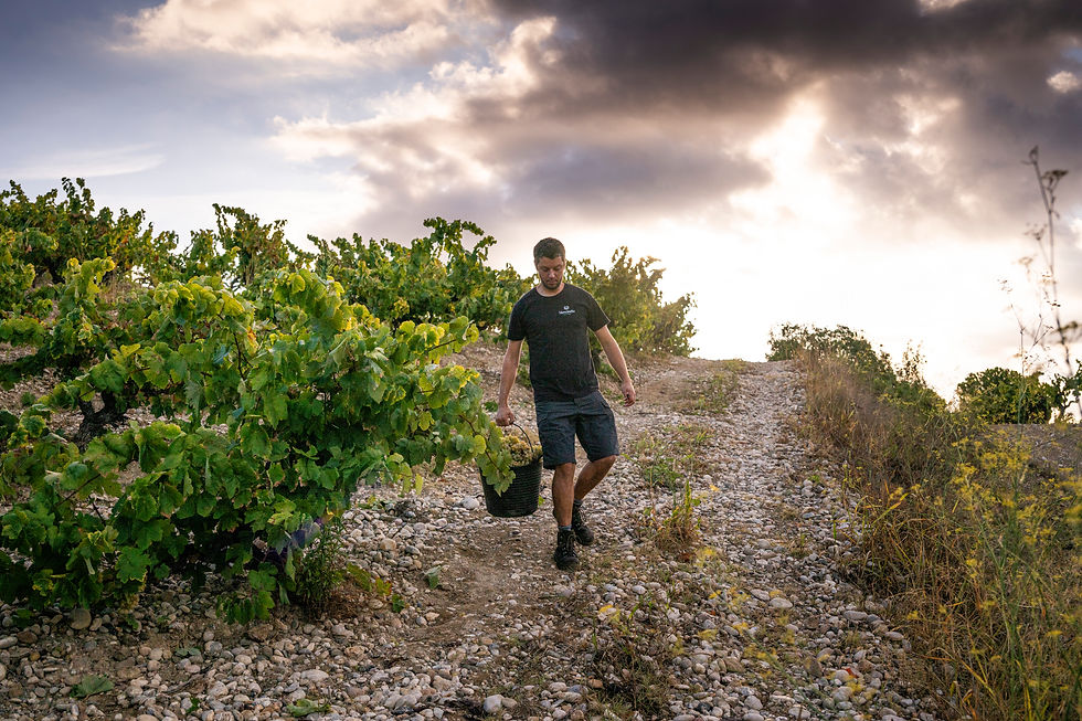 Tapas y Vino ~  Tapes i vi aus Katalonien