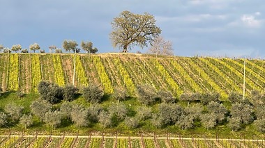 l'antica Quercia.png