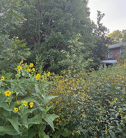 Noah's Ark for Native Plants