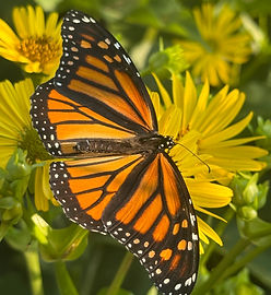 Noah's Ark for Native Plants