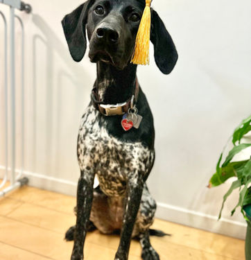 board and train graduate