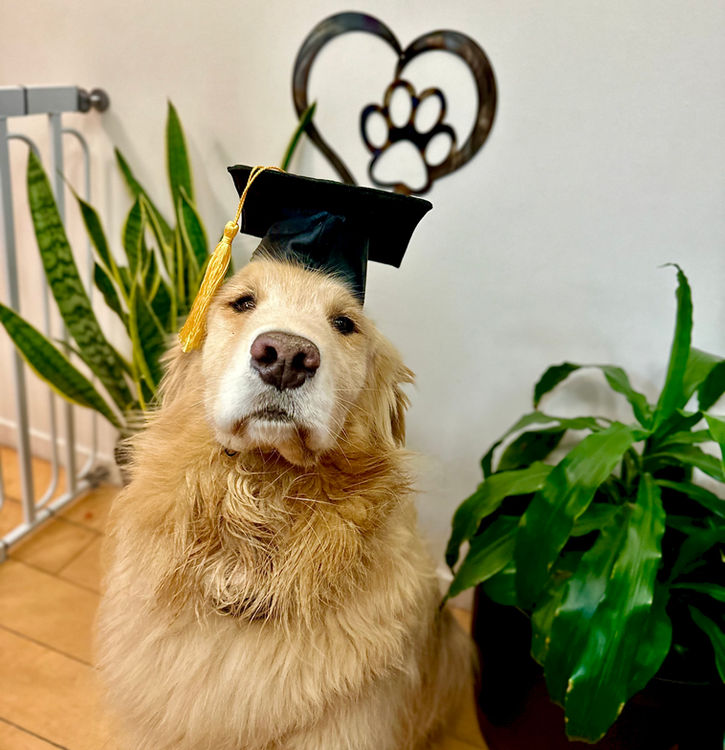 board and train graduate