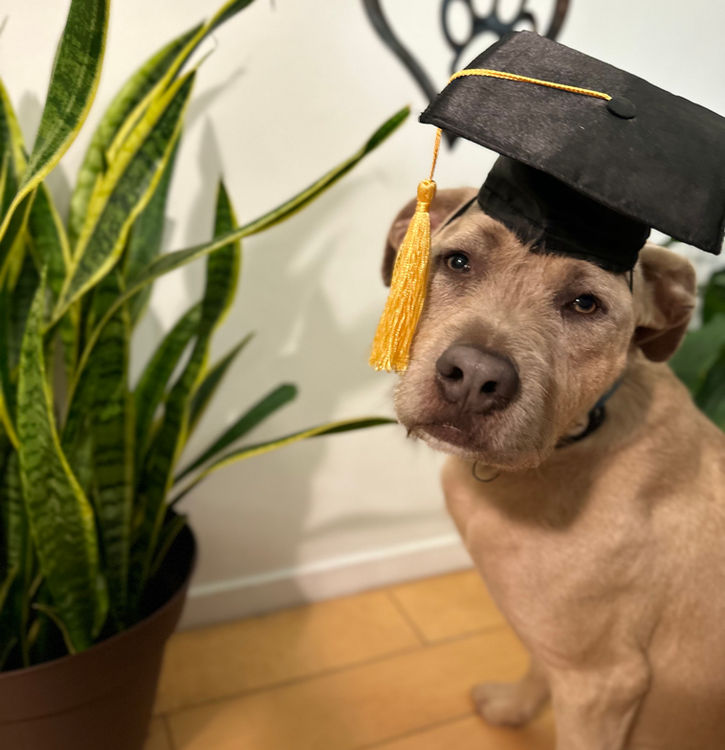 Board and Train graduate. 
