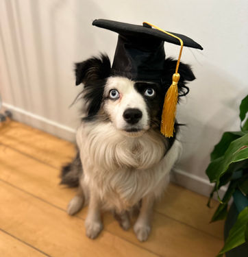 board and train graduate