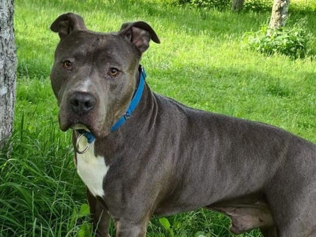 Wyrok prawomocny dla zoofila z Czerwionki-Leszczyn został wydany.