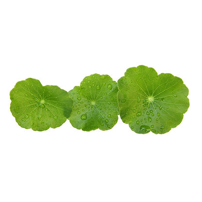 Gotu_Kola.jpeg