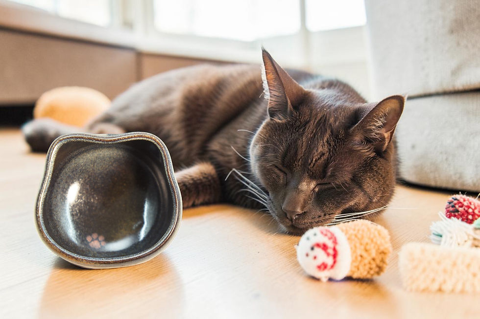 Thumbnail: Nunohiki - Blue color Small cat cup