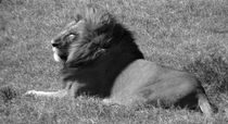 Cara's Lion
