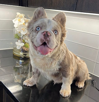 Charmin, the athletic and healthy Isabella Merle Fluffy French Bulldog, running outdoors with his striking merle coat.