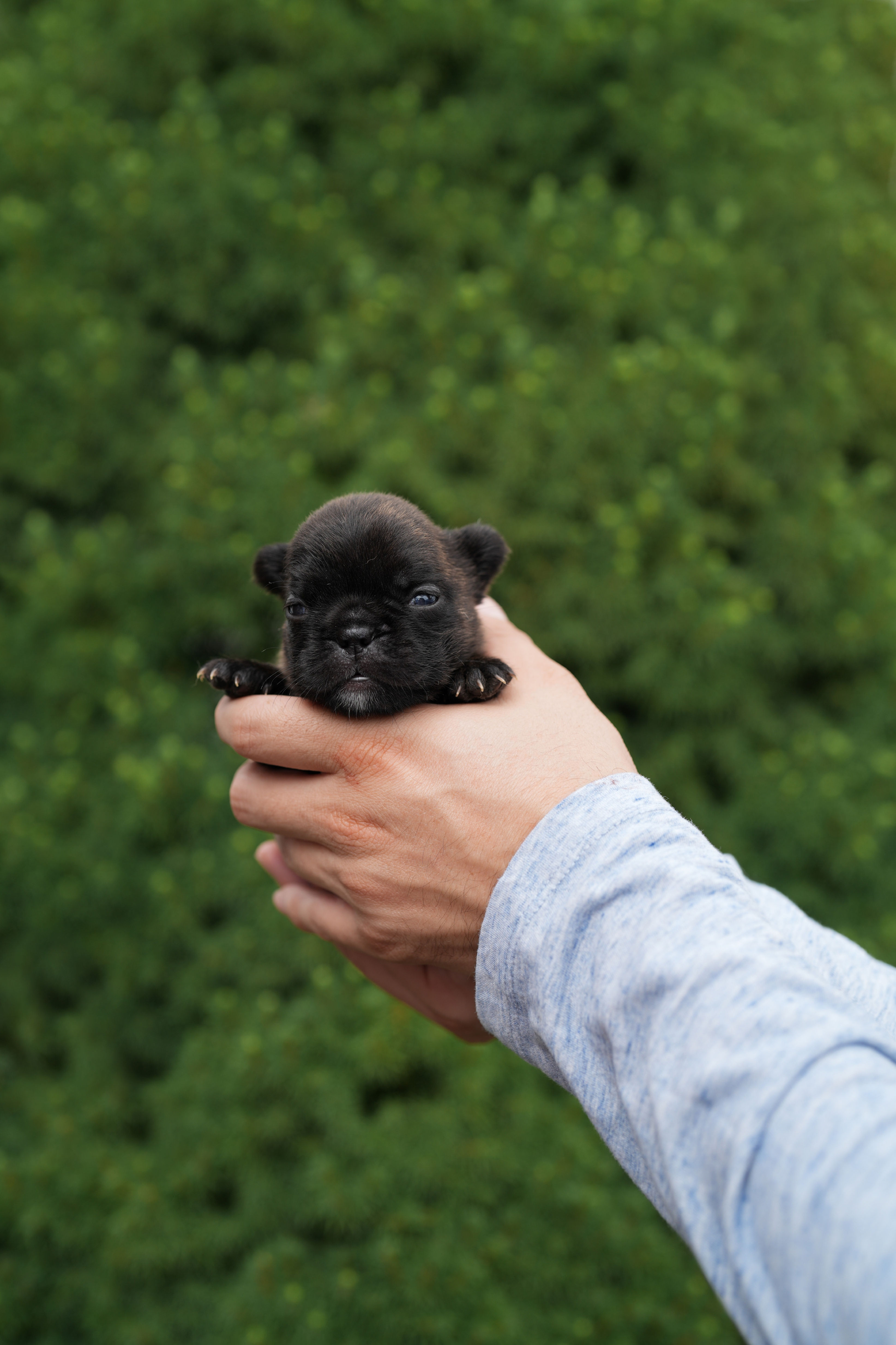 brindle pink fluffy rojo