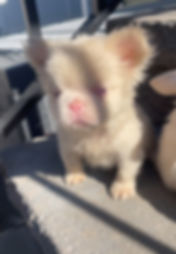 Pink Fluffy Boy