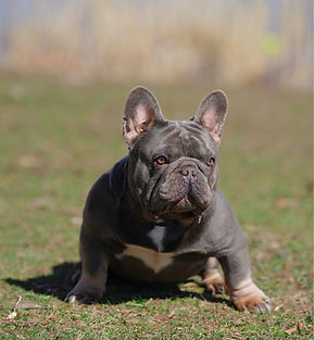 Lilac and Tan French Bulldog stud Mr. Beastley standing proudly, showcasing his bully-style structure with a broad chest, thi