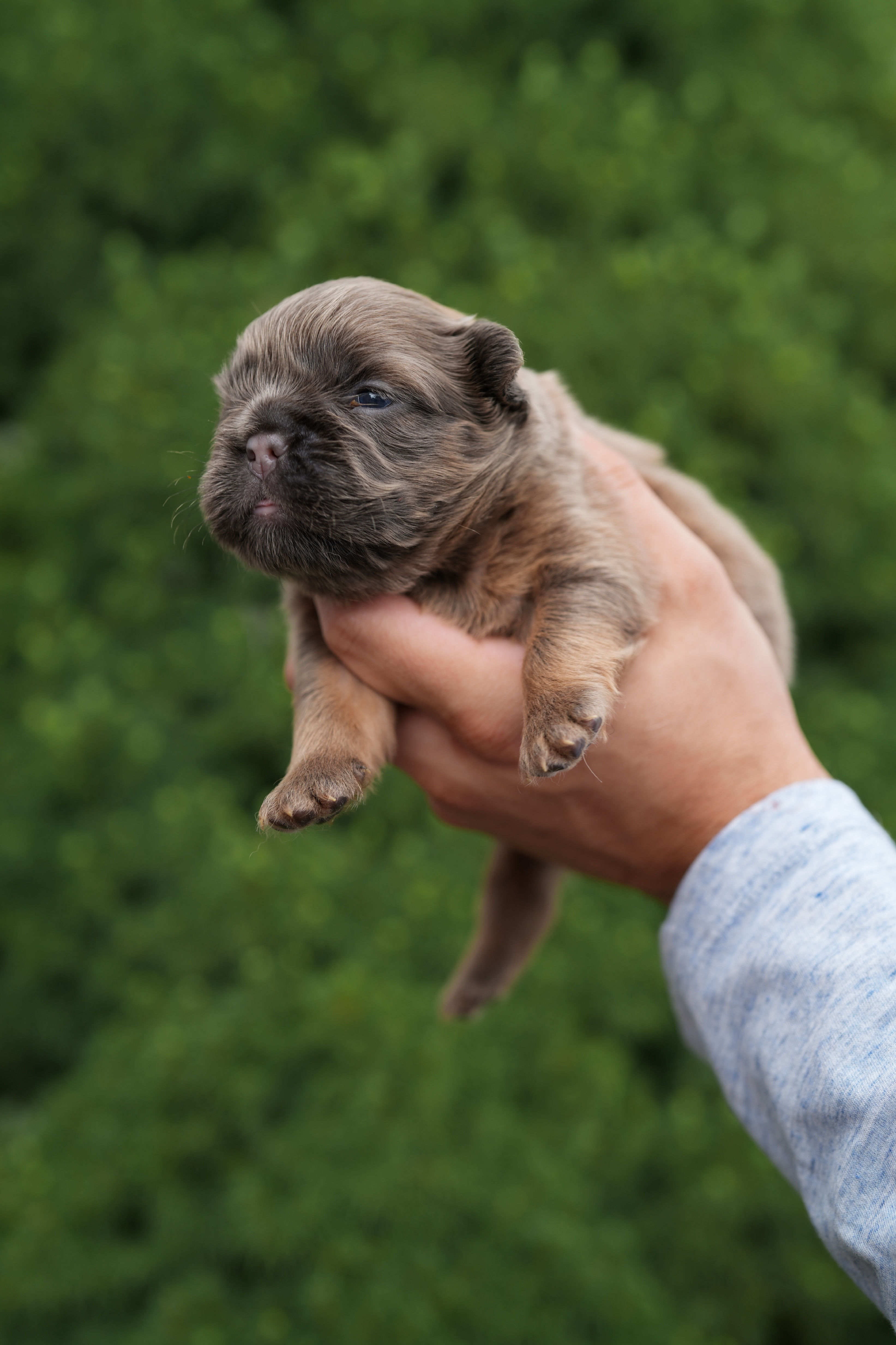 FLUFFY CHERRY TAN POINTS