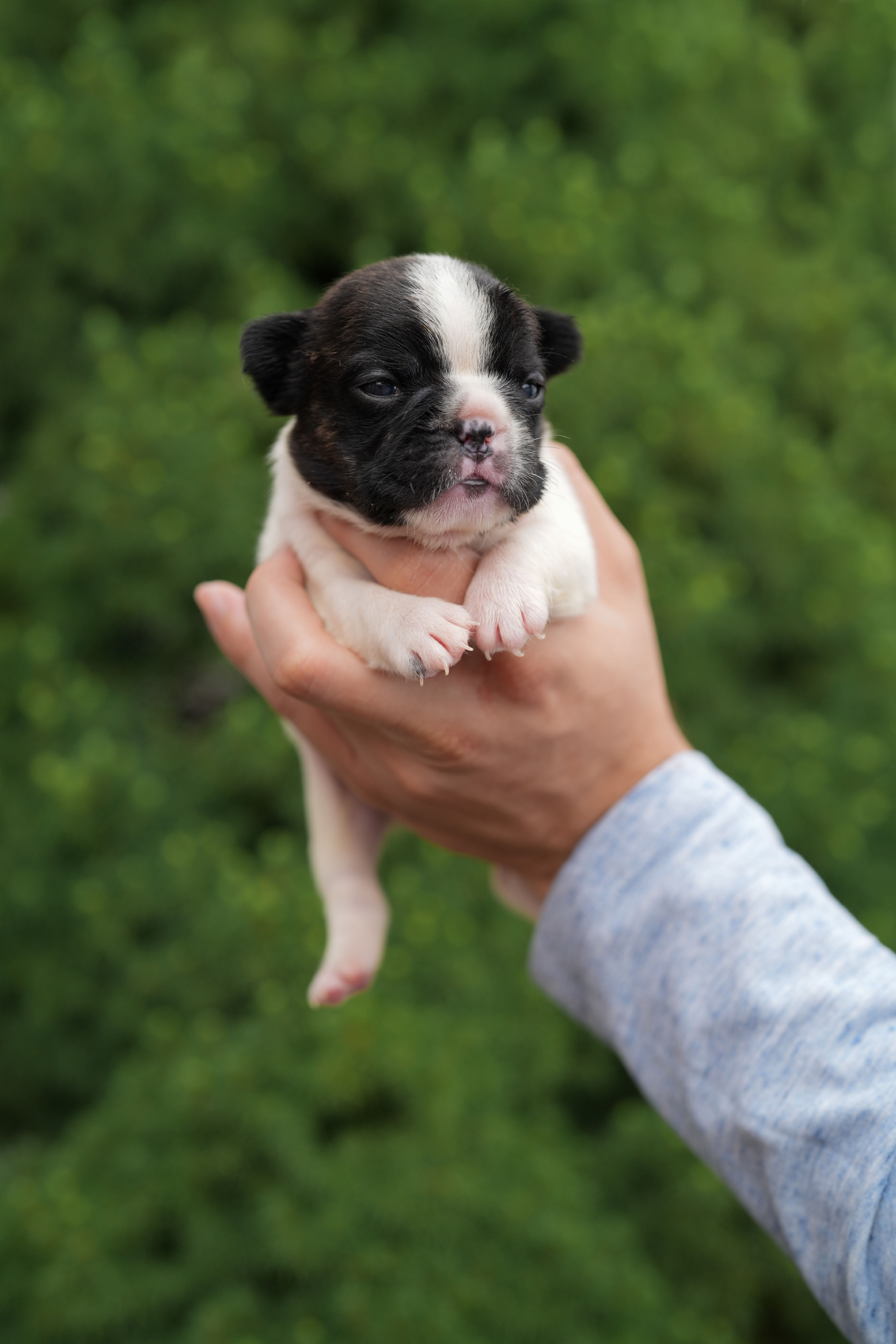 PINK, ROJO, CURLY FLUFFY PIED