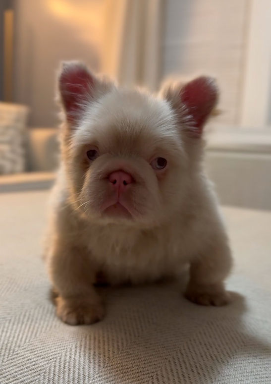 Pink Gizmo - Pink Fluffy Frenchie Stud in NJ USA