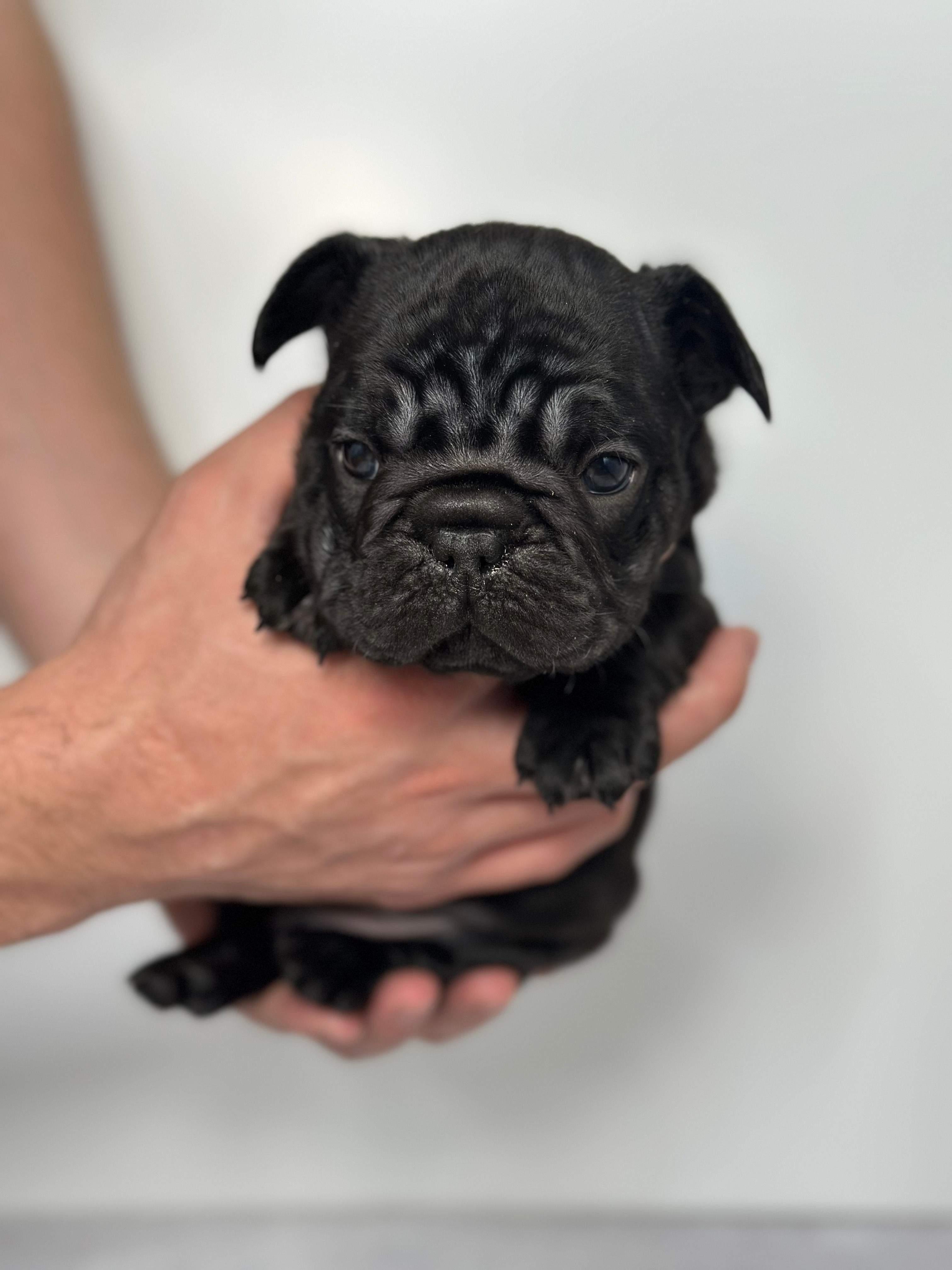 Bentley- Solid Black Big Rope Male