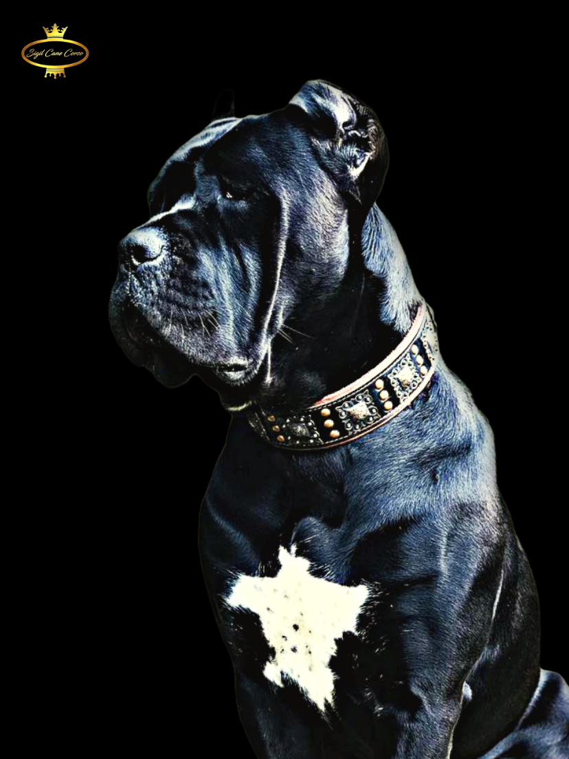 An impressive black female Cane Corso sits stoically, her eyes gleaming with anticipation as she eagerly awaits her next command, embodying the breed's trainability and dedication.