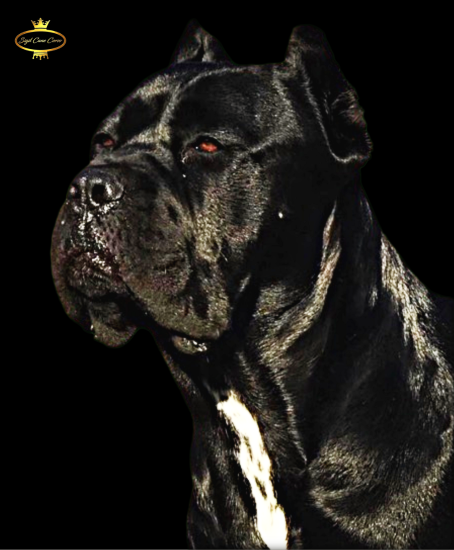 A striking, shiny black female Cane Corso gazes seriously into the distance, her strong and confident demeanor reflecting the breed's protective nature.