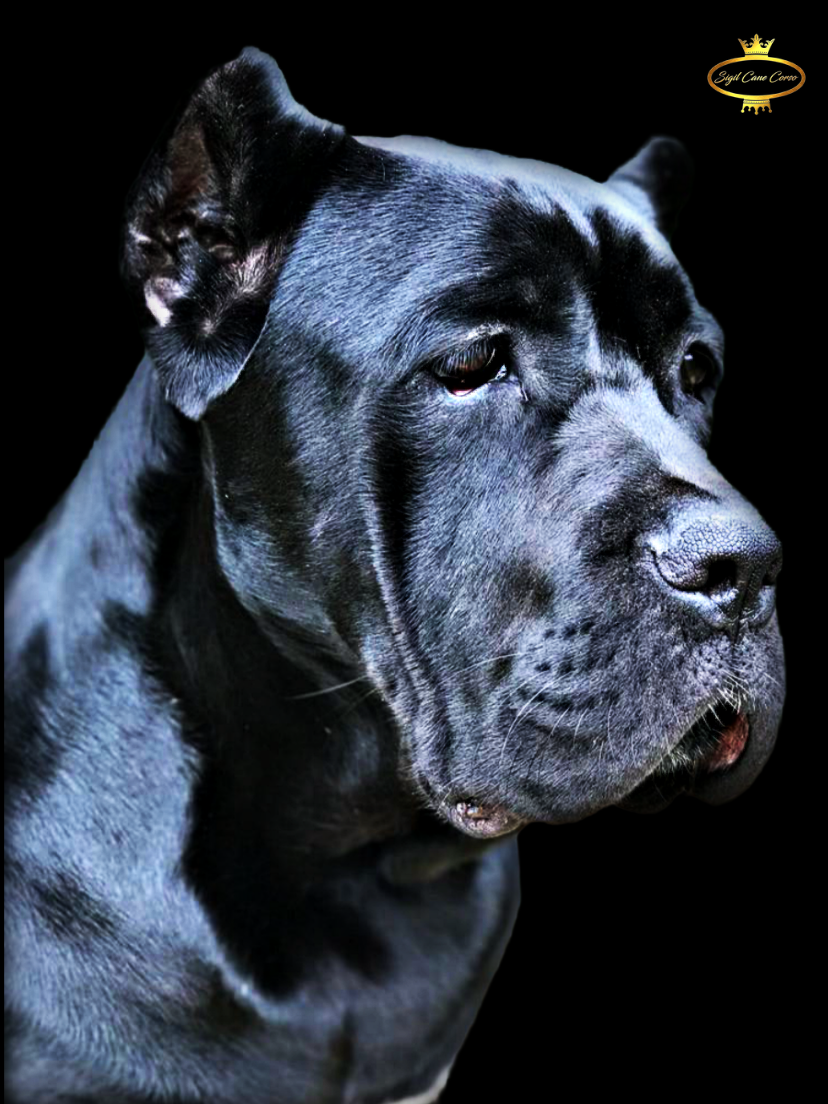 A gorgeous 5-month-old black female Cane Corso puppy engaged in training, her bright eyes full of curiosity and eagerness. Her poised posture and refined elegance are clearly evident, perfectly illustrating the breed's early propensity for learning.