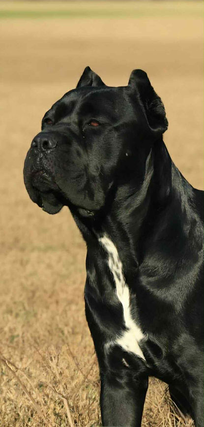 The Cane Corso: What You Need to Know About the Roman Guardian Reborn