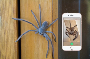 Australian scientists have created Shazam for snakes and spiders
