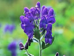 トリカブト保険金殺人事件を掘り起こす